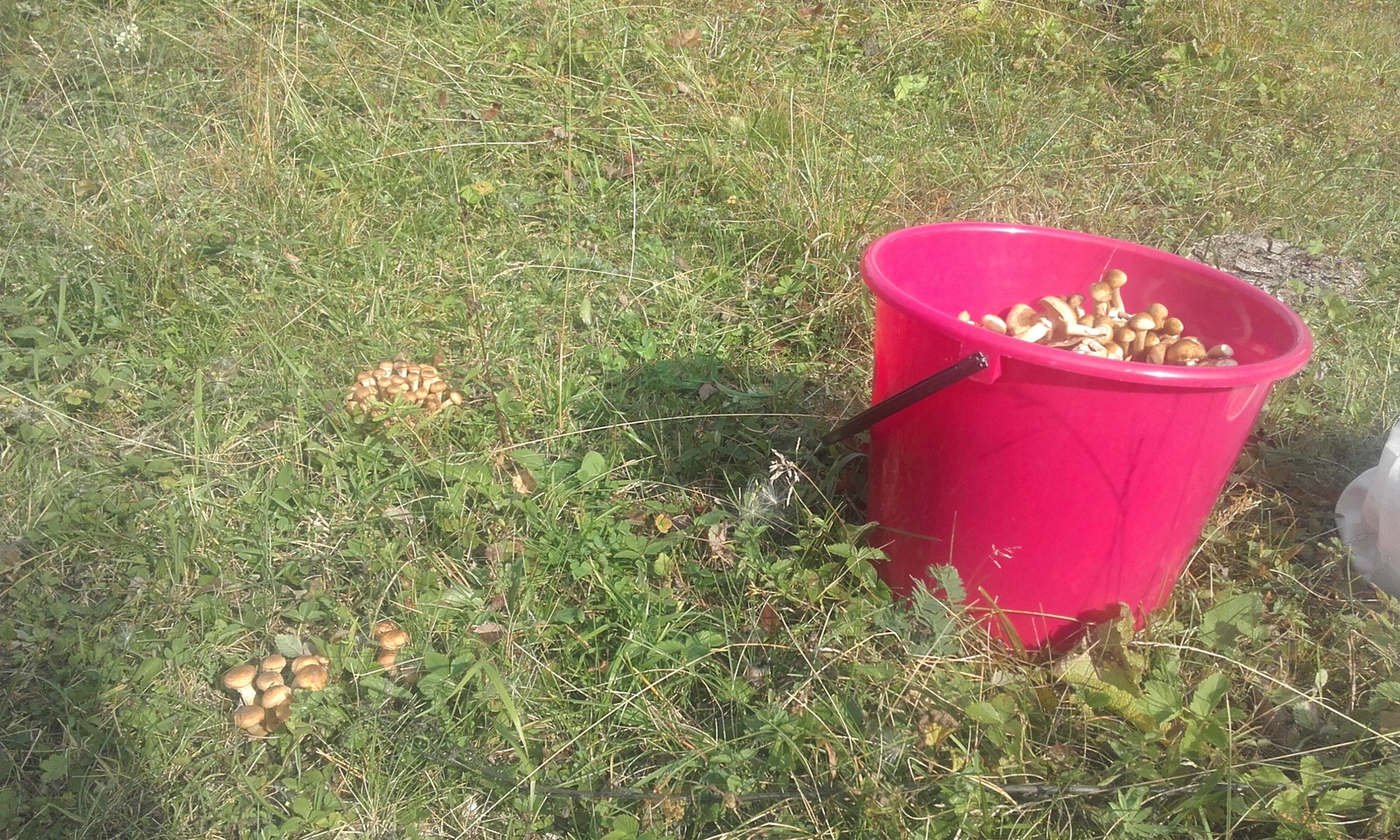 Quiet hunting. - My, Honey mushrooms, Mushrooms, Silent hunt, Bashkortostan, Longpost