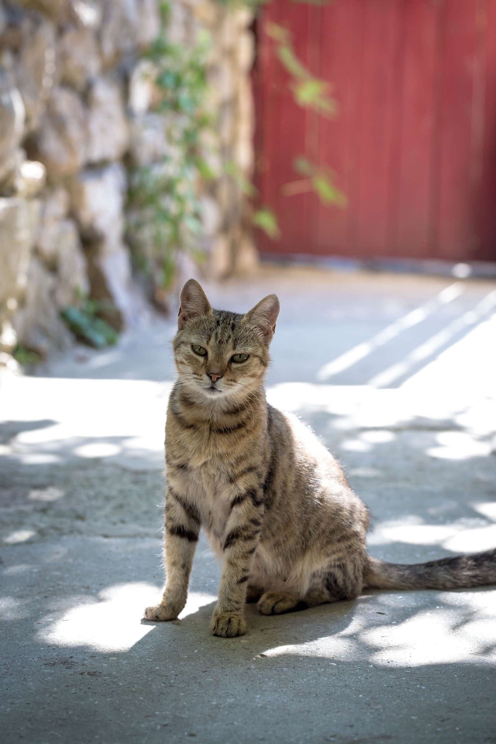 Crimean cats :) - My, cat, Yalta, Crimea, Animals, The photo, Longpost