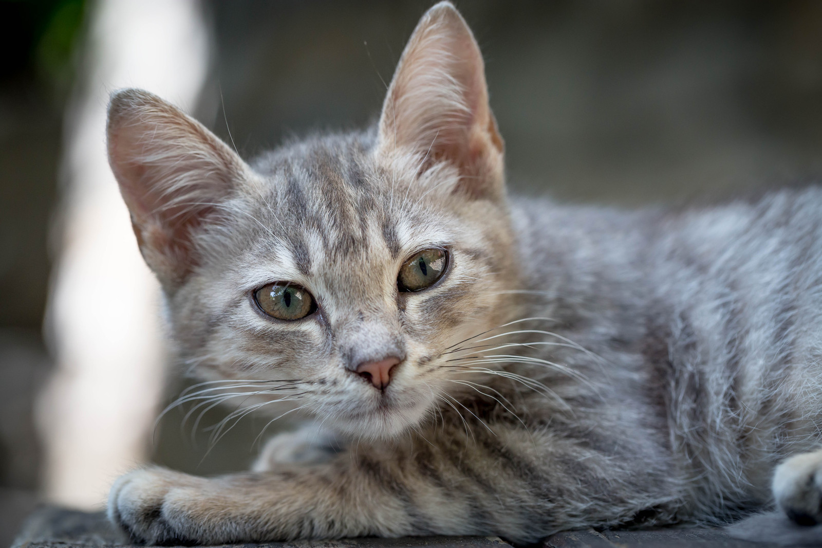 Crimean cats :) - My, cat, Yalta, Crimea, Animals, The photo, Longpost