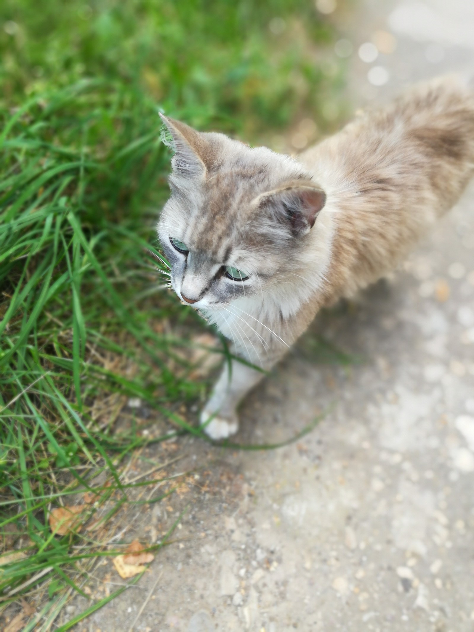 Cat with amazing eyes - My, cat, Milota, Longpost