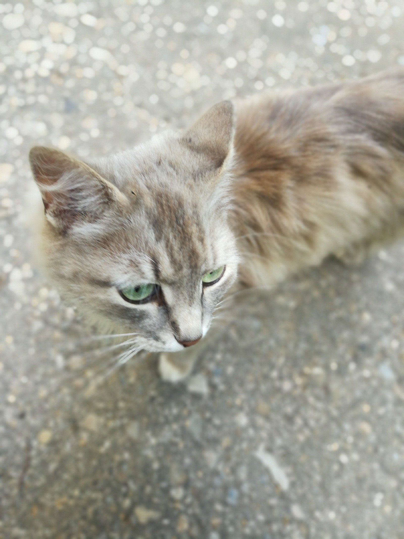 Cat with amazing eyes - My, cat, Milota, Longpost