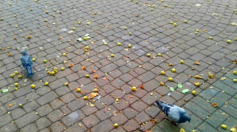 Drunk pigeons spotted in the center of Kaluga - Kaluga, Pigeon, Пьянство, Until