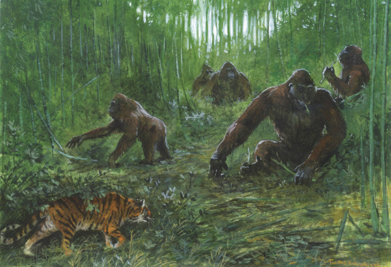 Bigfoot of prehistoric asia. - Yeti, Giants, Primates, Asia, Longpost