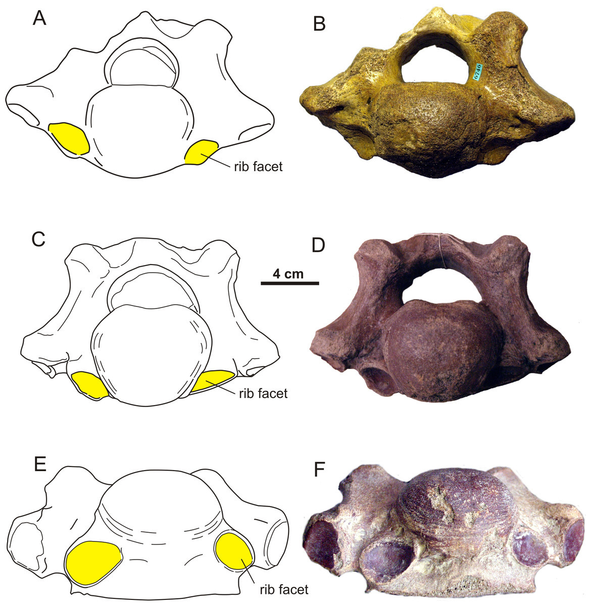 A horn on the nose and ribs on the neck. A strange feature of woolly rhinos - Anthropogenesis, Anthropogenesis ru, Rhinoceros, Woolly rhinoceros, Spine, Archaeological finds, The science, Longpost