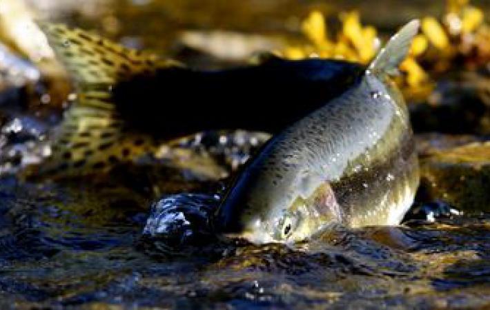 Times: Russian pink salmon attacks British salmon - Politics, RT, The Times, Pink salmon, Salmon, Russia today