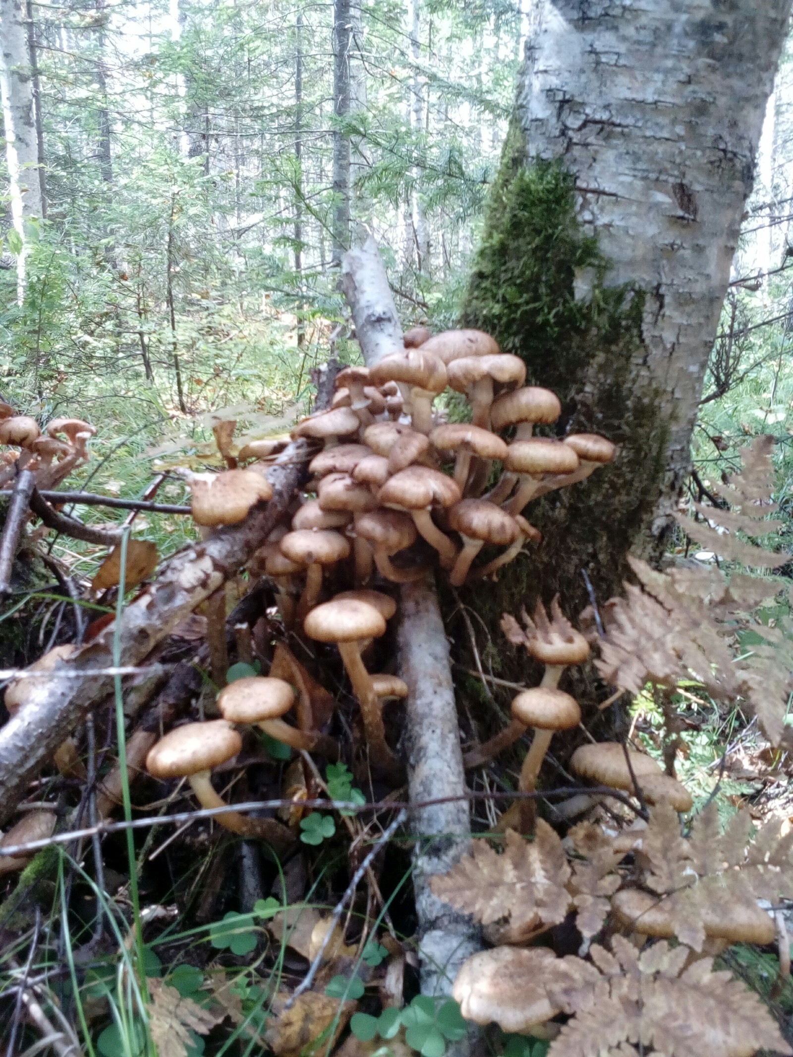 Live report from the forest - My, Mushrooms, Forest, Relaxation, Honey mushrooms, Longpost