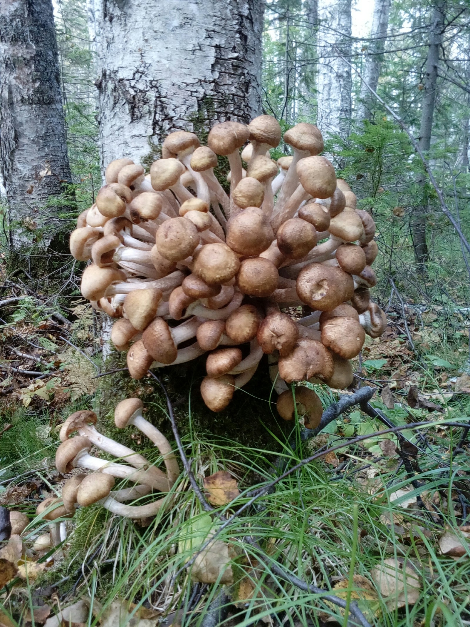 Live report from the forest - My, Mushrooms, Forest, Relaxation, Honey mushrooms, Longpost