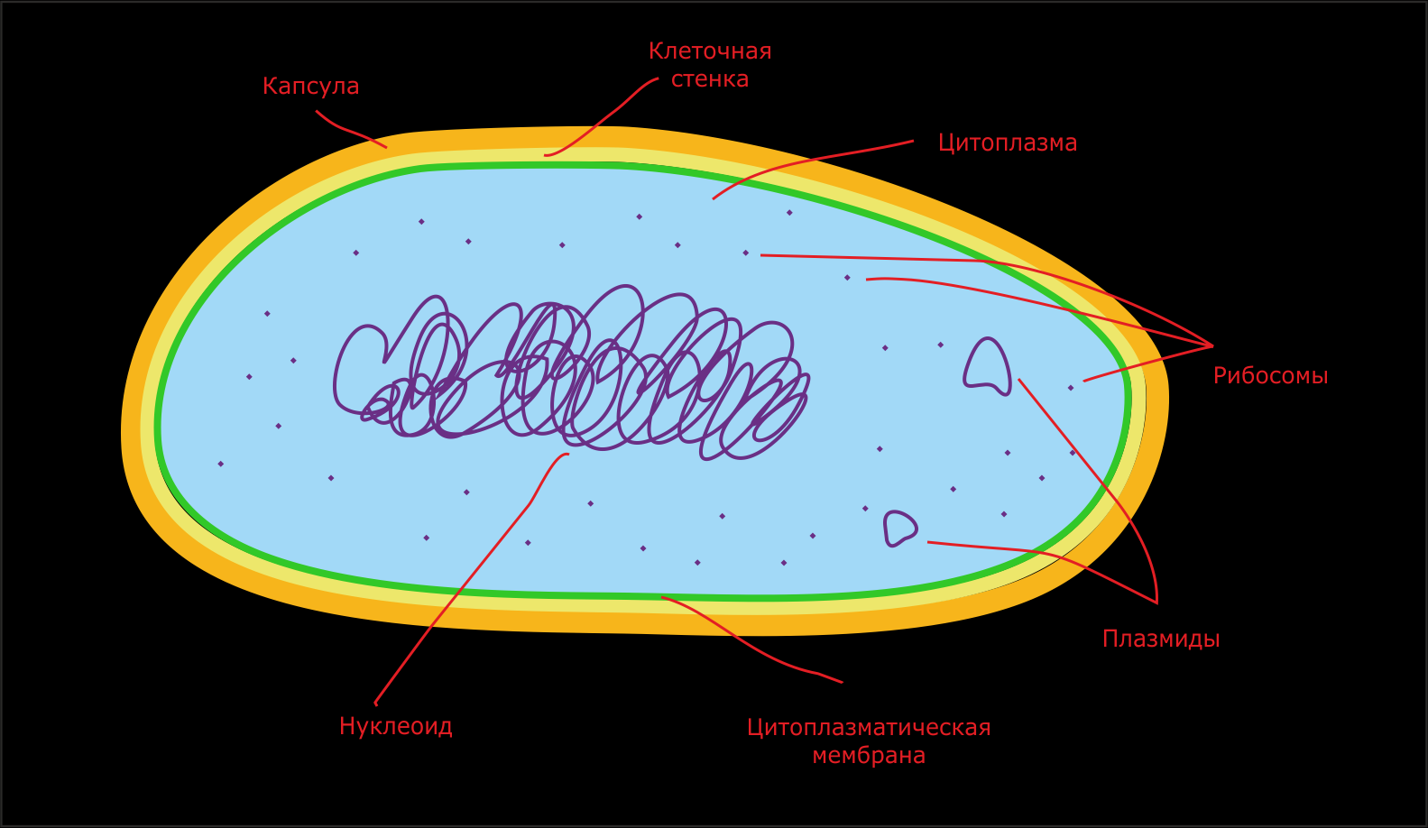 Кольцевой нуклеоид. Цитоплазматическая мембрана и клеточная стенка. Клеточная стенка и капсула. Нуклеоид это Кольцевая молекула ДНК.