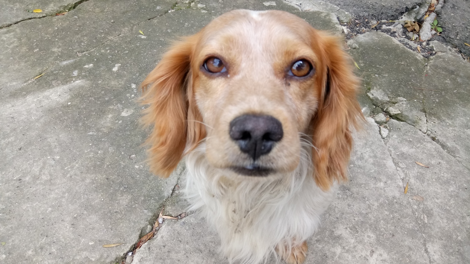 Before and after yummy. - My, Dog, Smile, Longpost