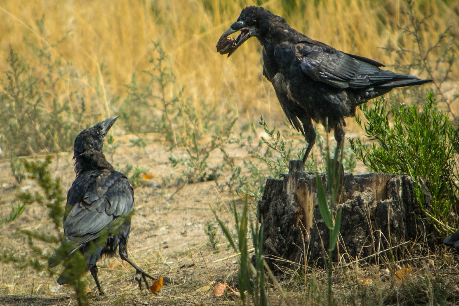 A few photos taken on the way from Bishkek to Issyk-Kul - My, Issyk-Kul, Kyrgyzstan, Bishkek, The photo, Longpost