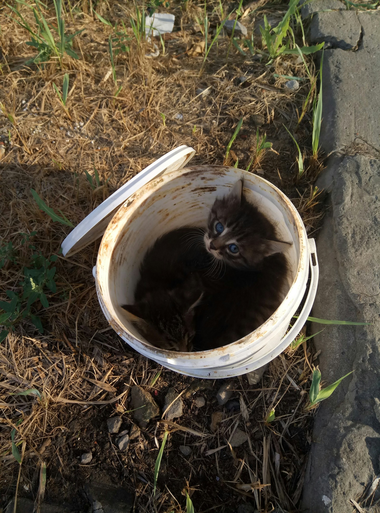 URGENTLY! - My, Saratov, Help, Kittens, Catomafia, In good hands, Longpost, cat