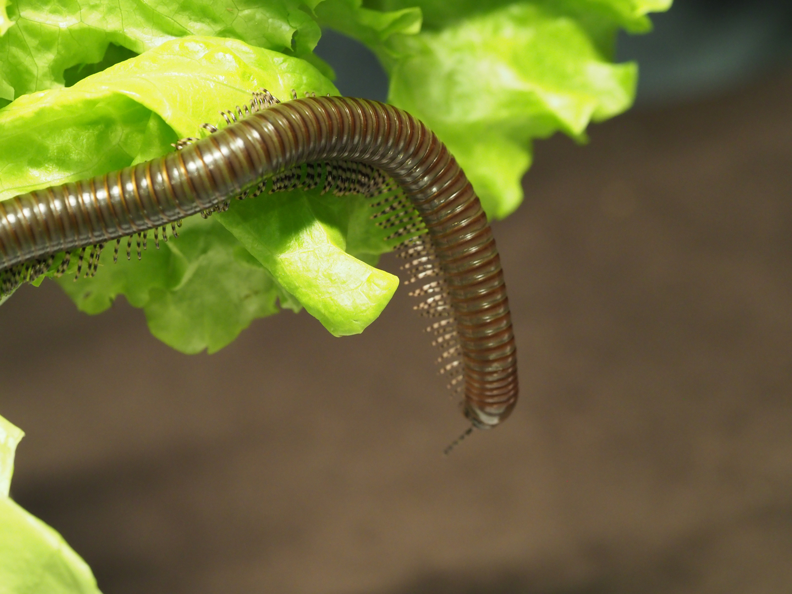 Giant black African centipede - My, Centipede, Insects, Biology, Nature, Longpost