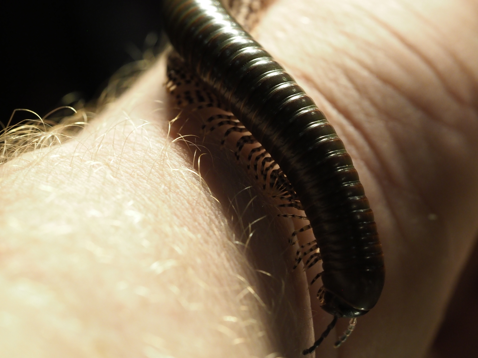Giant black African centipede - My, Centipede, Insects, Biology, Nature, Longpost