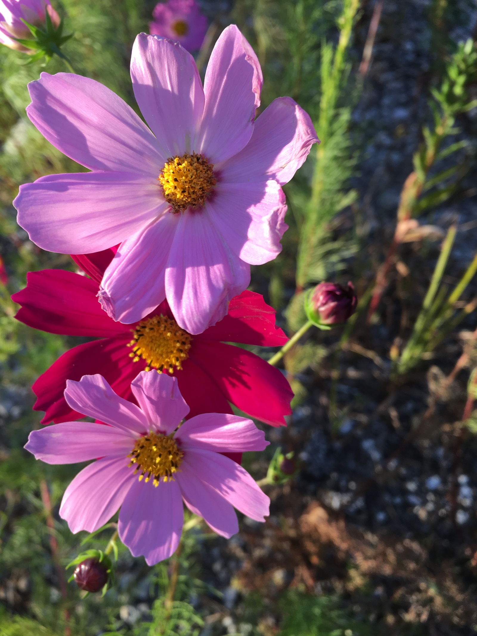 Flowers - My, Flowers, Brightness, Wildflowers, Longpost