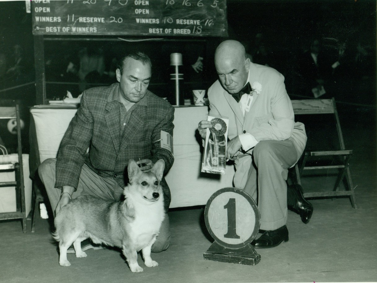 Corgi on Fridays, part historical - My, Corgi, Dog, Longpost