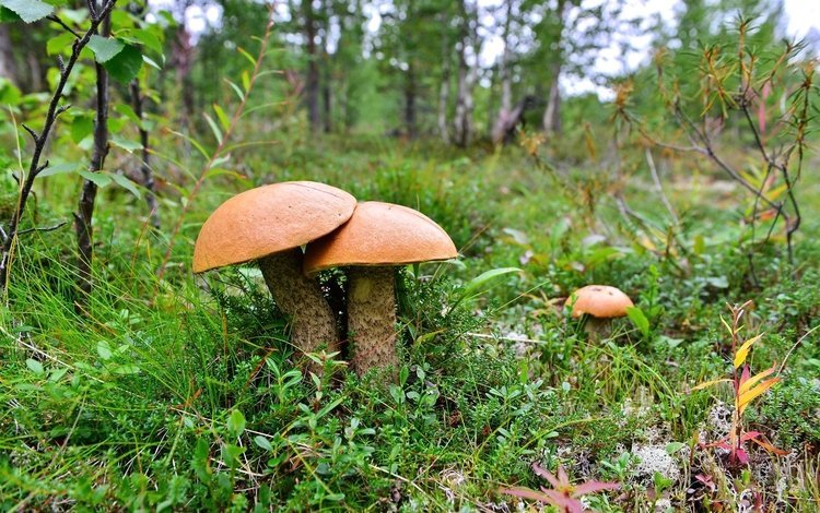 Mushrooms are two cheerful friends - Mushrooms, 