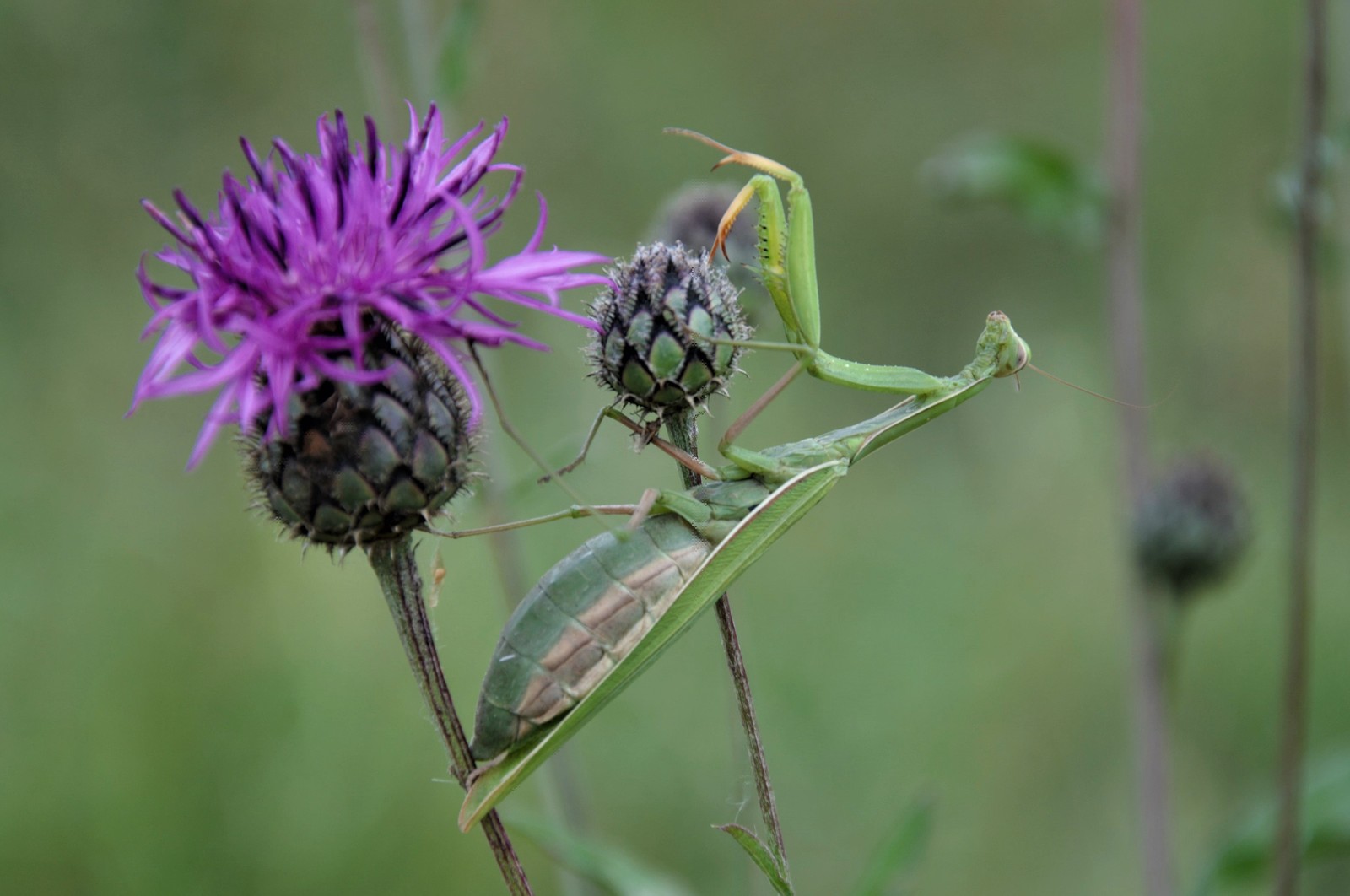 I found such a handsome man yesterday at a construction site - My, Insects, Mantis, The photo, Uninvited guests