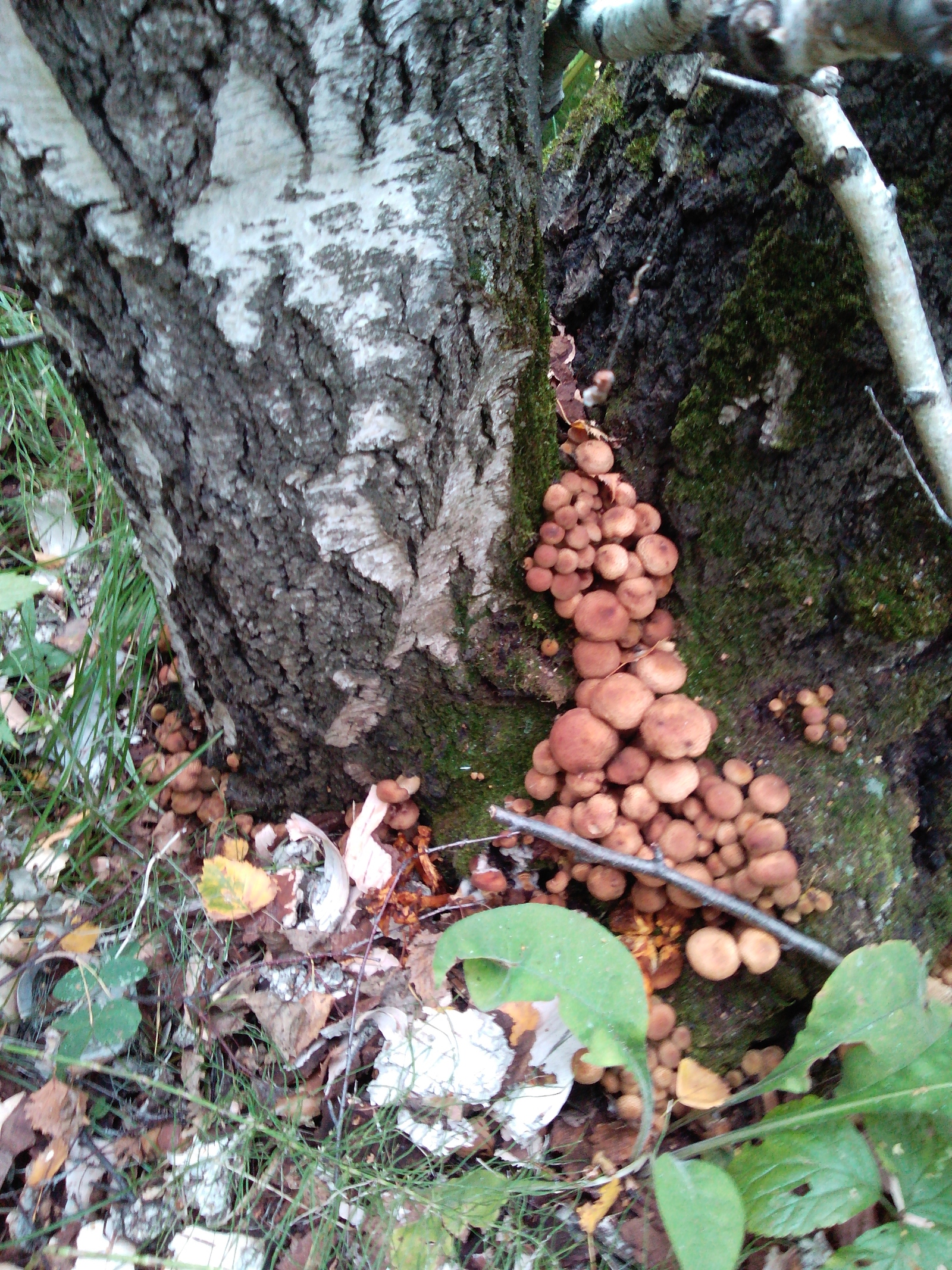 Mushroom Rhapsody! - Mushrooms, Honey mushrooms, , Longpost