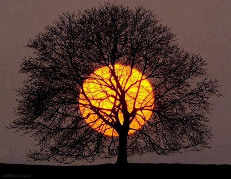 sun in the tree - The sun, Sunset