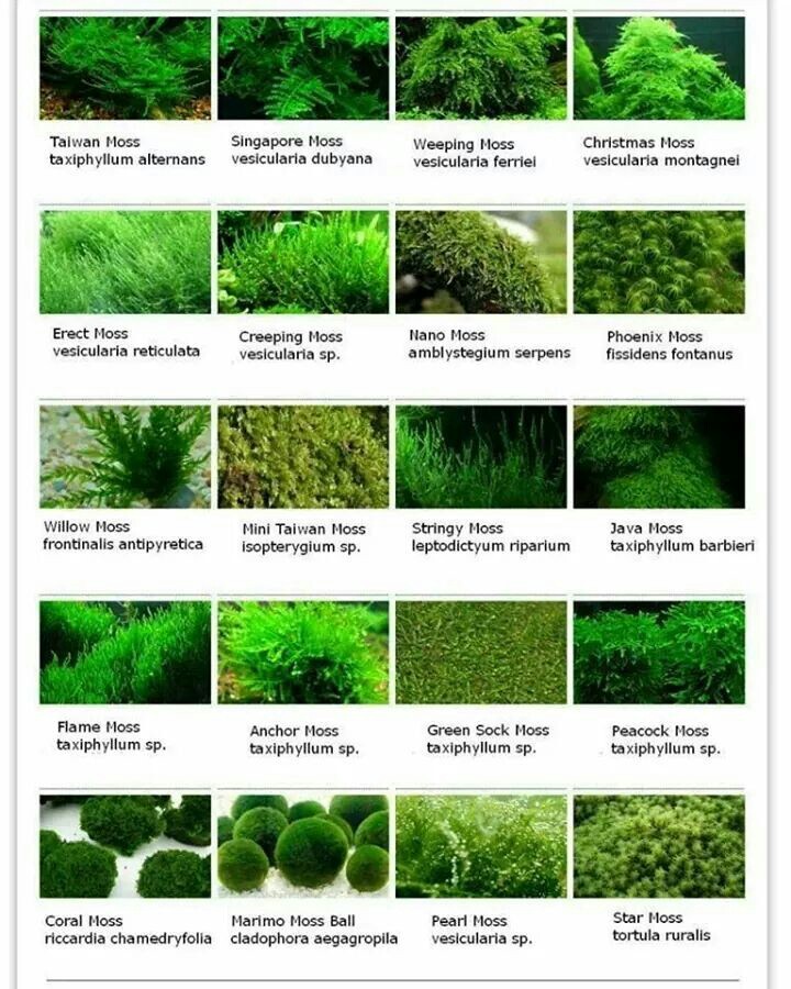 Aquarium mosses - Aquarium, Aquarium, Aquarium plants