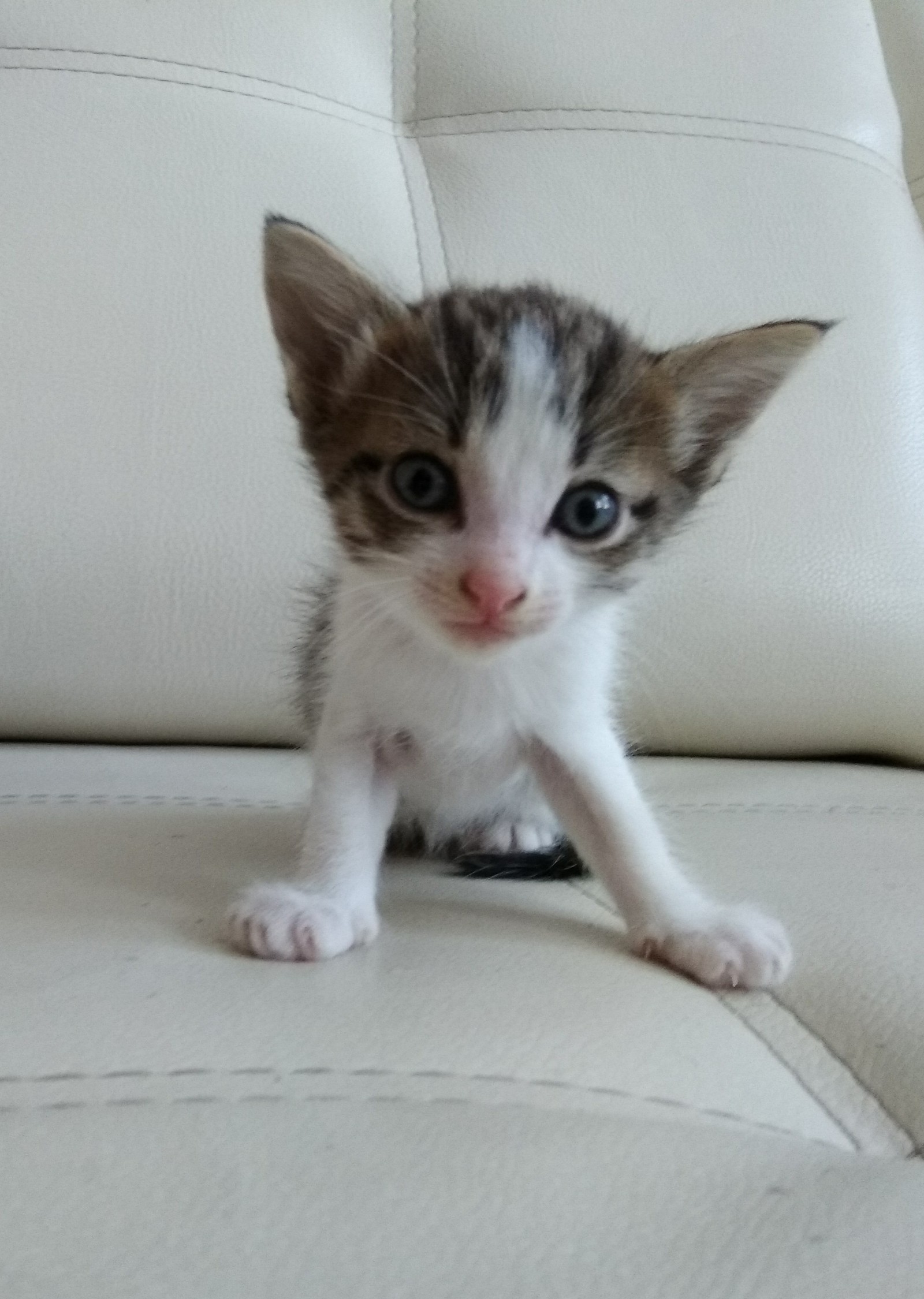 Help: Kittens in good hands - My, , Yekaterinburg, The strength of the Peekaboo, Longpost, cat, Help