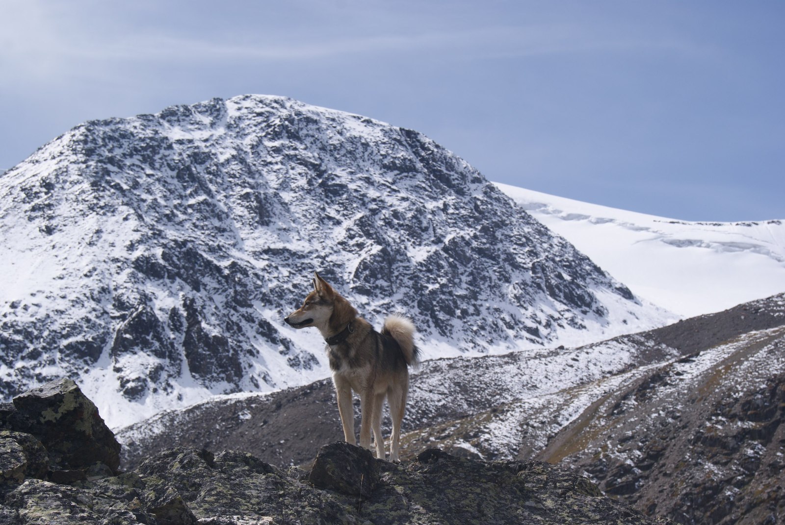 Gorny Altai/Kosh-Agachsky district/Severo-Chuysky - Mountain Altai, , Severo-Chui Range, Dog, Laika, The mountains, Longpost, Altai Republic