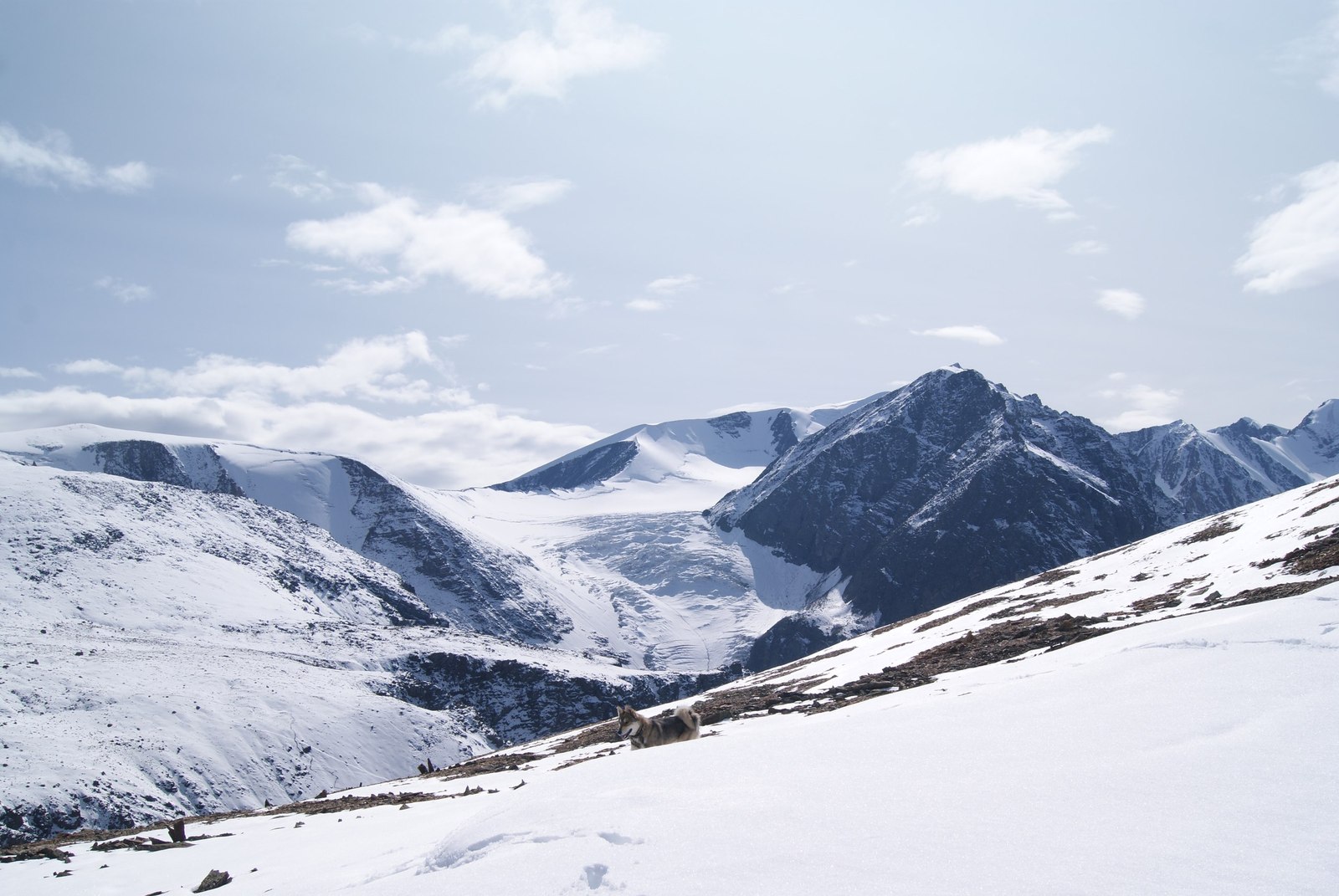 Gorny Altai/Kosh-Agachsky district/Severo-Chuysky - Mountain Altai, , Severo-Chui Range, Dog, Laika, The mountains, Longpost, Altai Republic