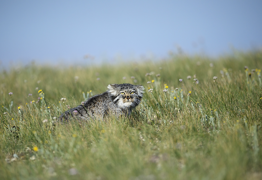 Here is a kitten manulyonok =) - Pallas' cat, cat, Mongolia, Valery Maleev, Longpost