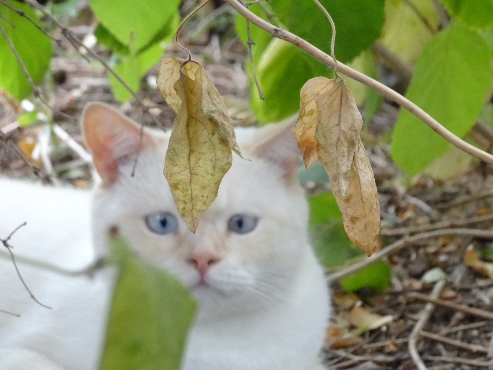 Autumn colors - My, cat, Funtik, Autumn, Longpost