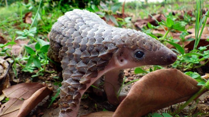 Pangolins. - Pangolin, The photo, Milota, Endangered species, Longpost