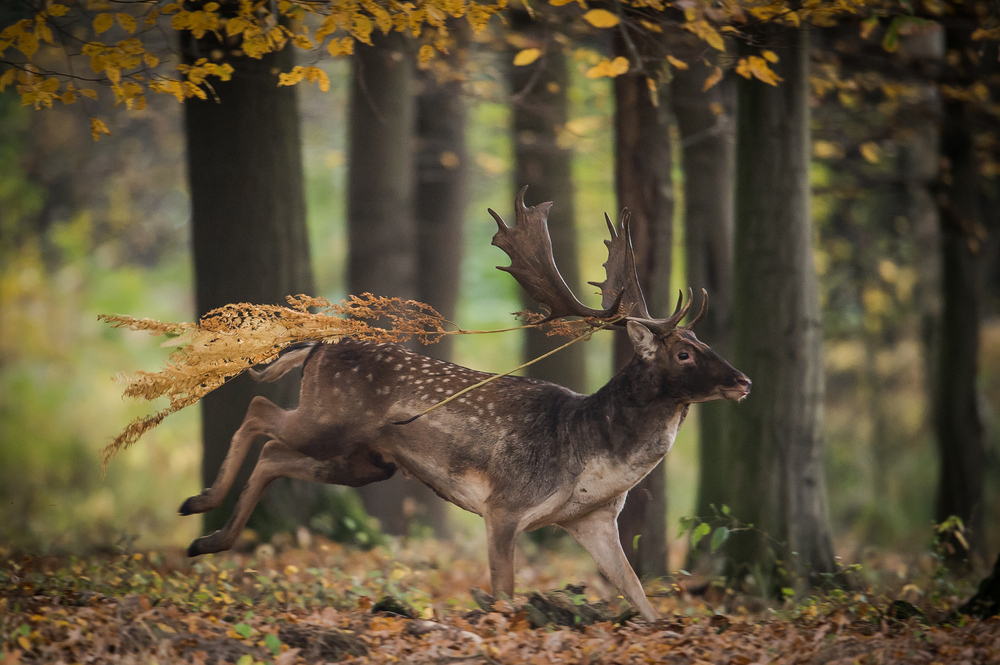 Deer post. - The photo, Deer, Nature, Artiodactyls, Animals, Longpost, Deer