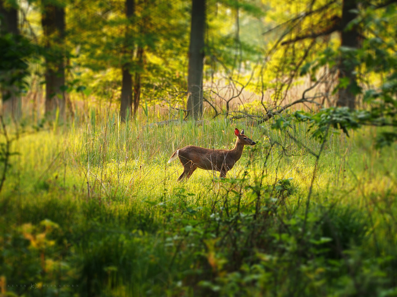 Deer post. - The photo, Deer, Nature, Artiodactyls, Animals, Longpost, Deer