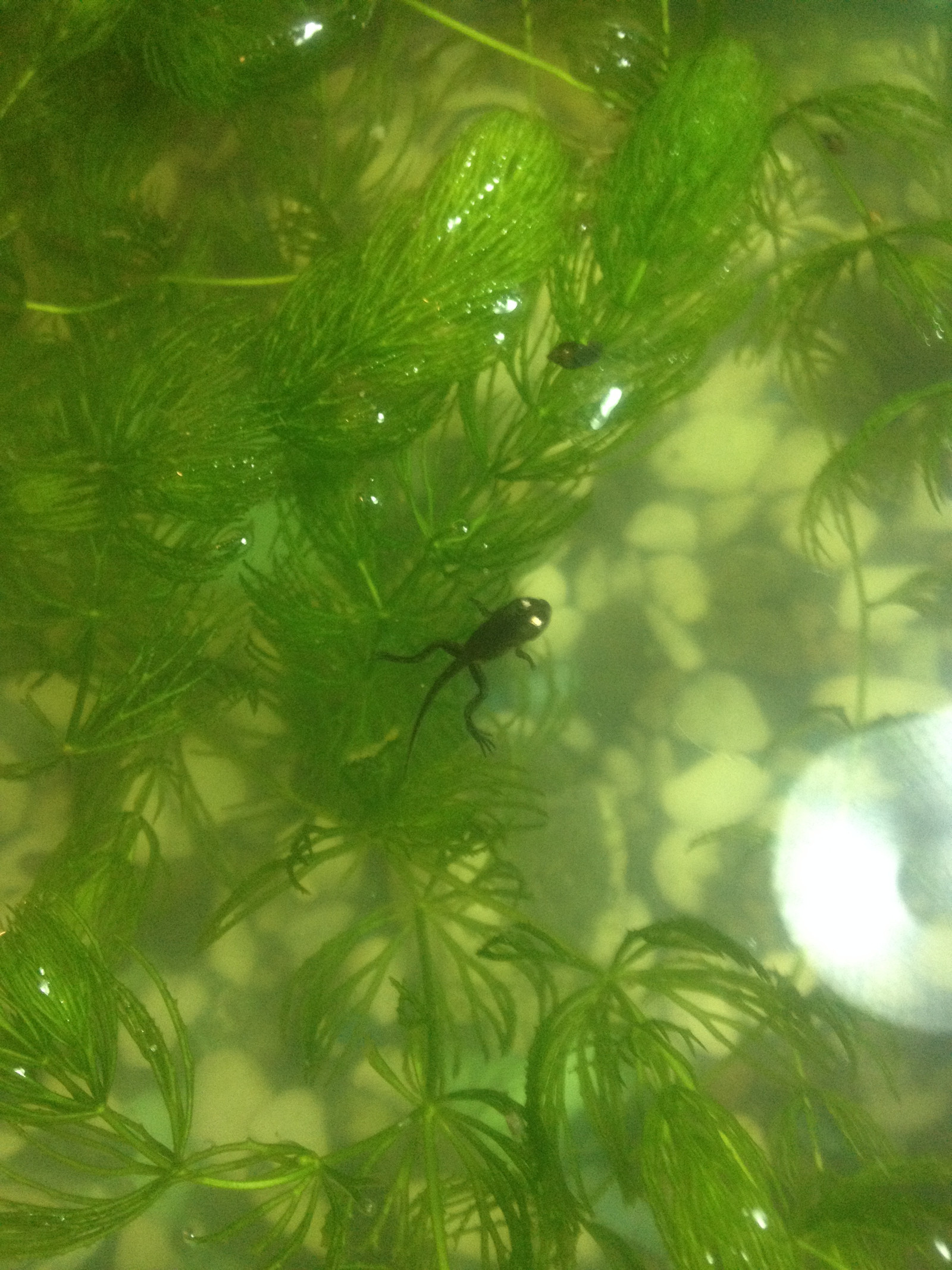 Still not frogs but not tadpoles either - My, Frogs, Tadpoles, Aquarium, Animals, Longpost