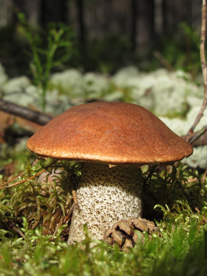 Mushroom - Mushrooms, 