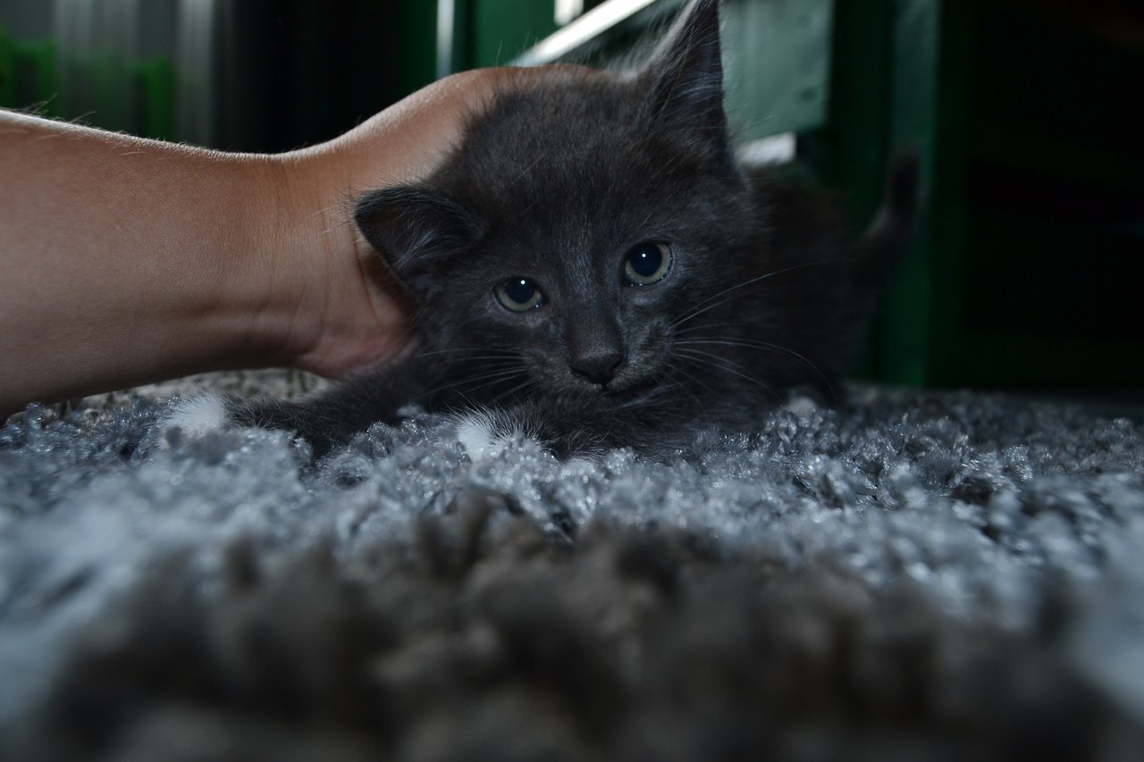 Котенок | Пикабу