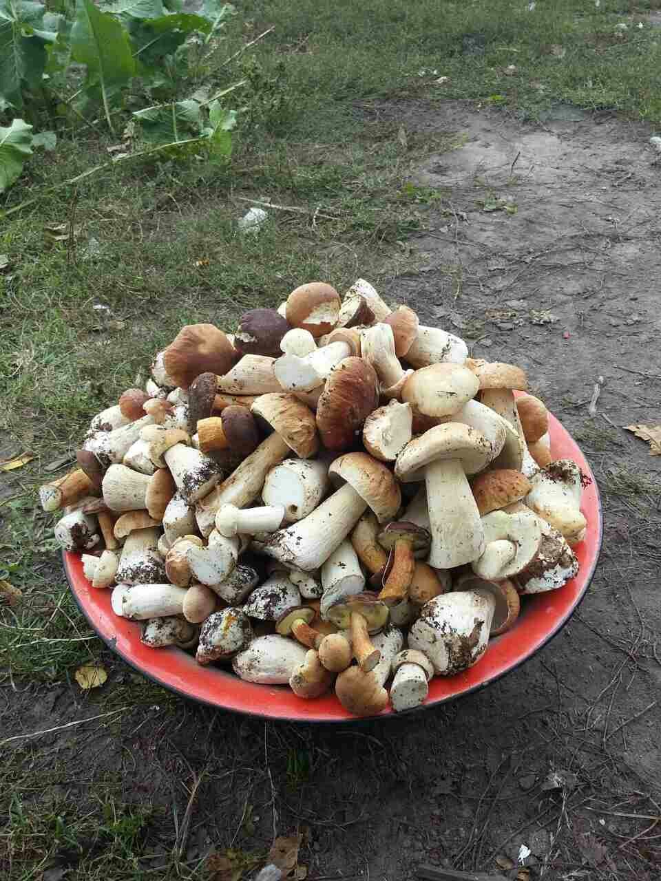 white mushrooms) - My, Porcini, Forest, Longpost