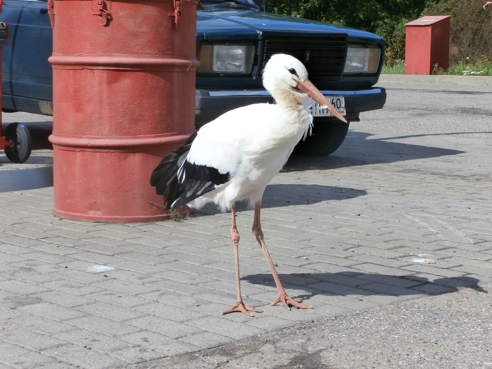 Lives at a gas station in Novorzhev - My, Novorzhev, Russia, Stork, Gas station, Road, sights