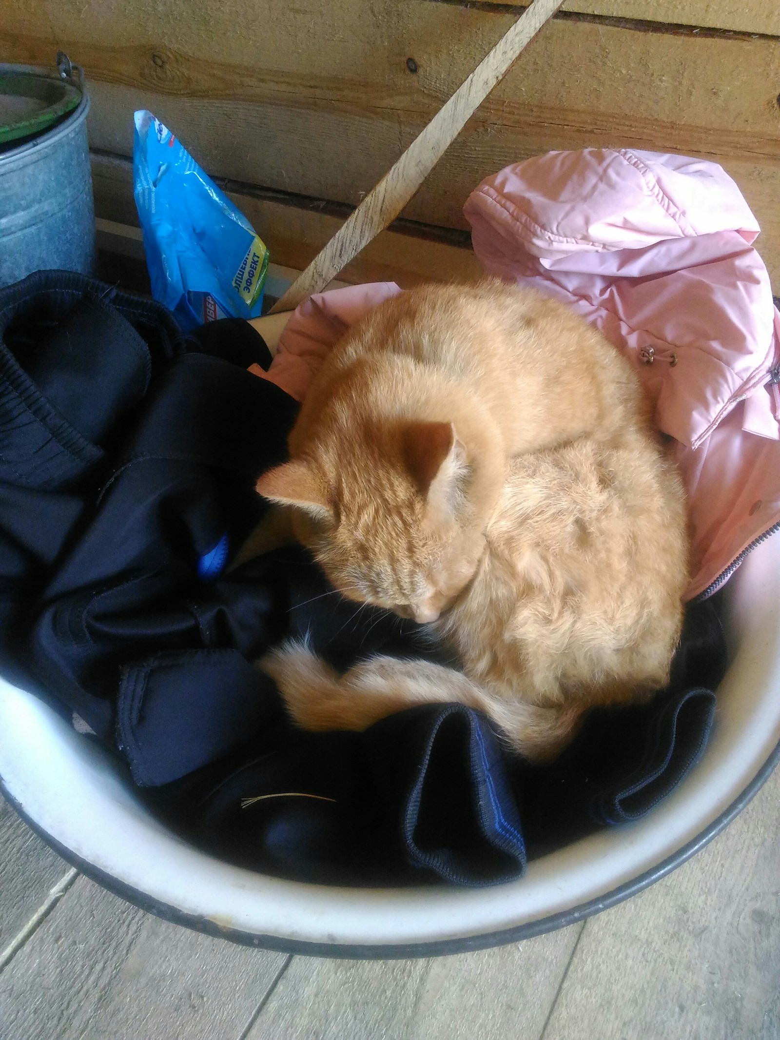 We got together to wash... - My, cat, Catomafia