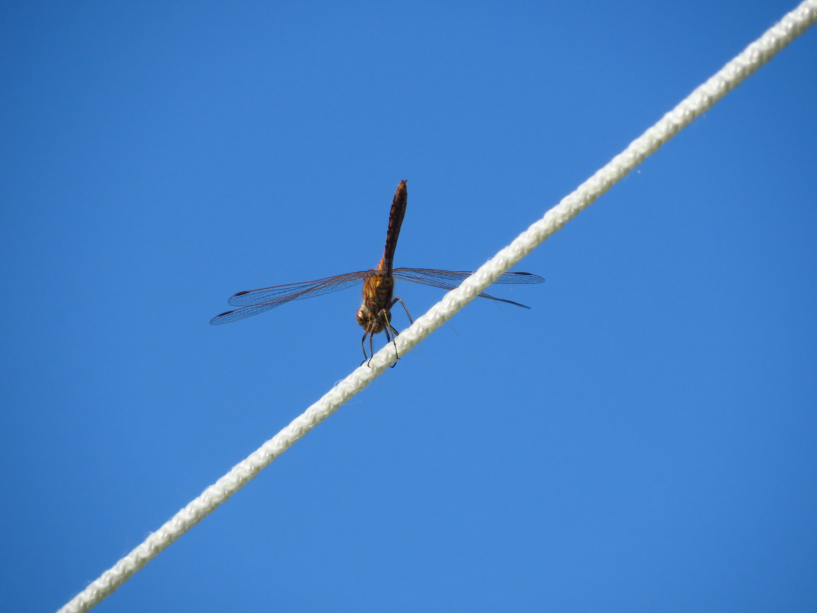 I try in macro - My, Canon, Photographer, My, Insects, Longpost