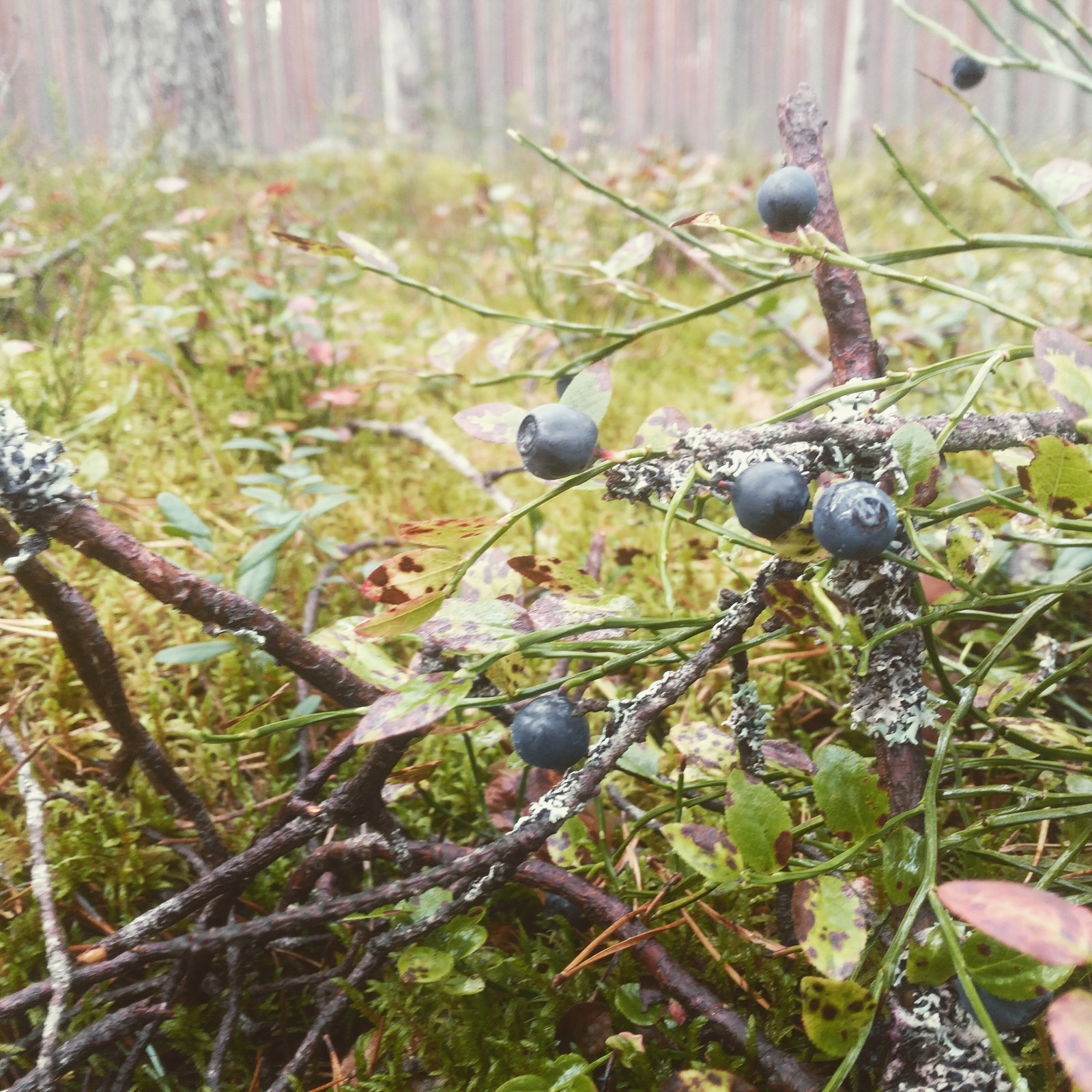 Hunting for mushrooms. - My, Forest, Berries, Mushrooms, Blueberry, Cowberry, Relaxation, Longpost