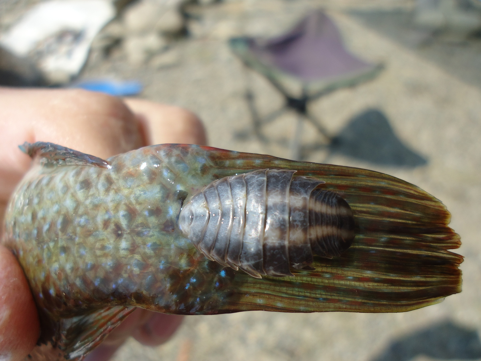 Какая рыба обитает в Черном море - интересная информация