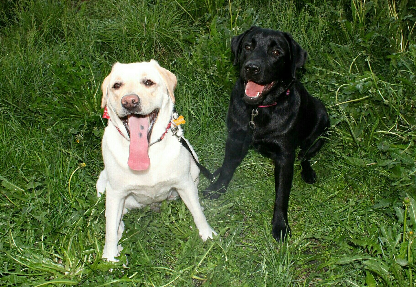 Darth Vader dog version - My, Labrador, Dog, Darth vader, Longpost