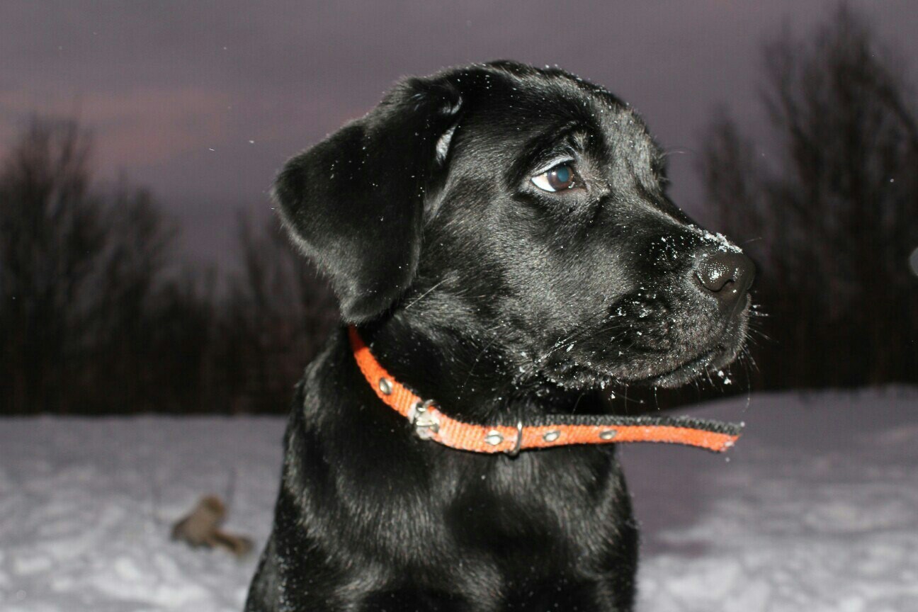 Darth Vader dog version - My, Labrador, Dog, Darth vader, Longpost