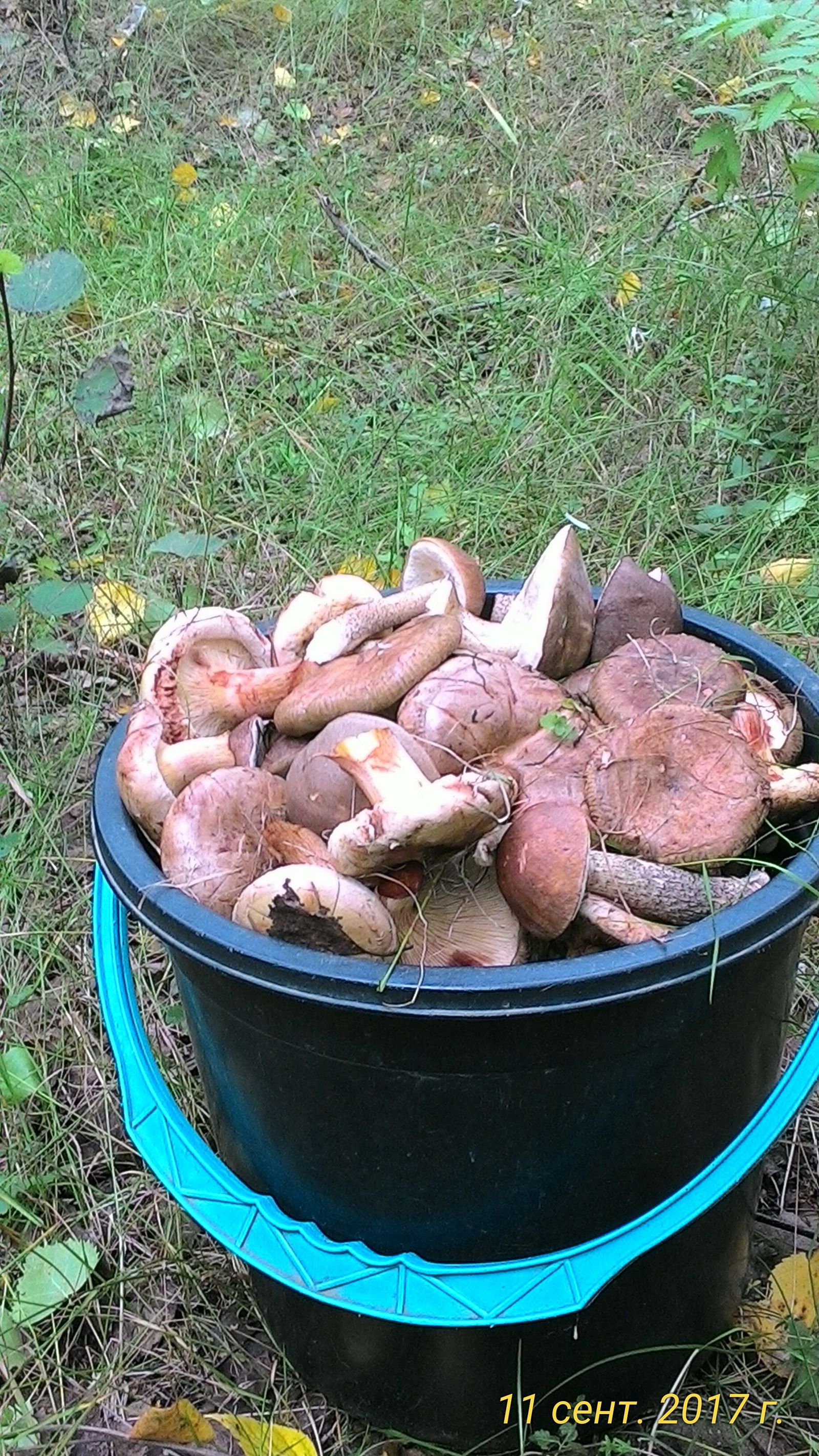 Mushrooms this fall. - My, 2017, Mushrooms, Silent hunt, Longpost