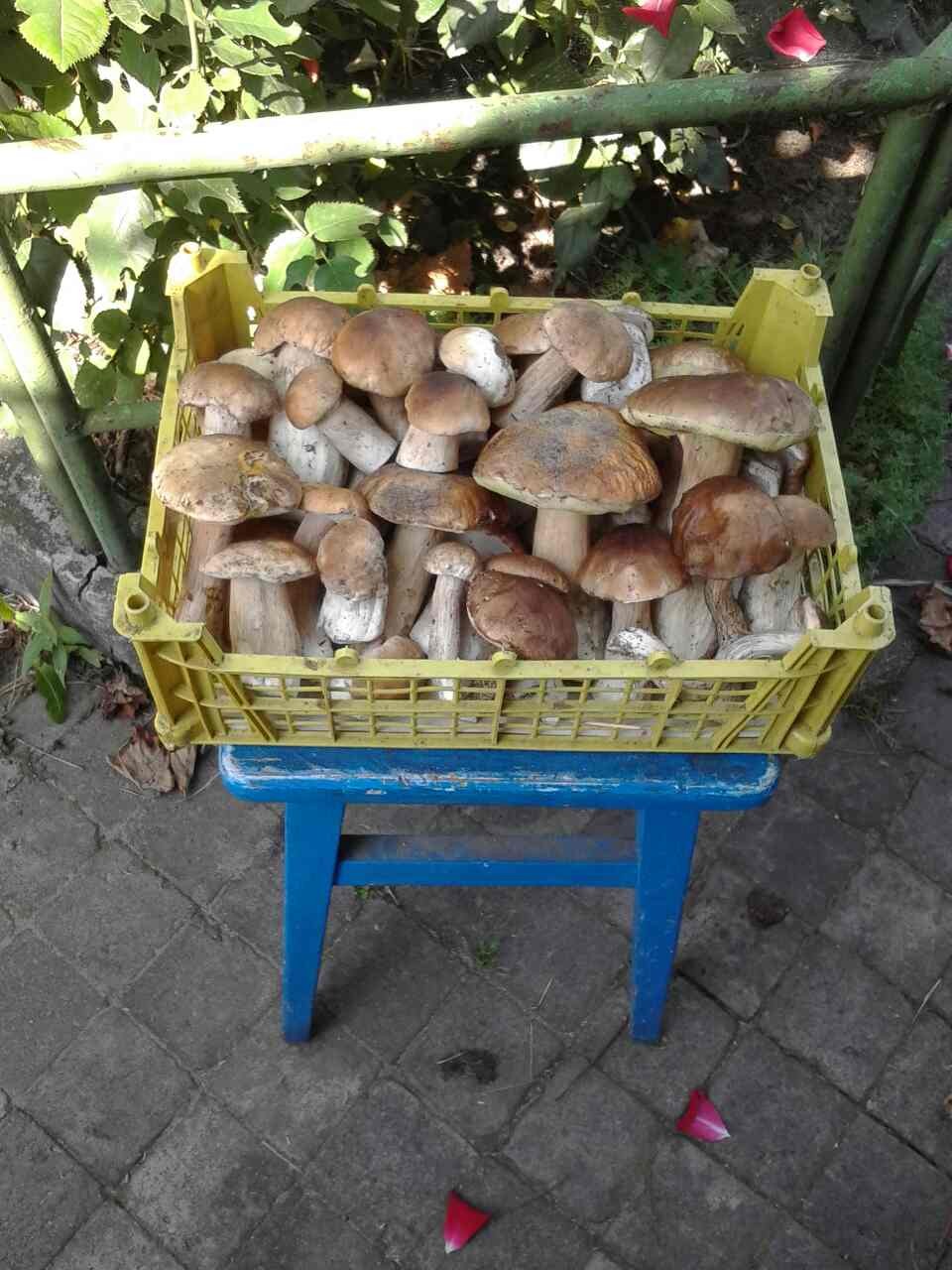 And our mushroom season has begun (Kyiv region, Ukraine) - My, Mushrooms, , Forest, Silent hunt, Longpost