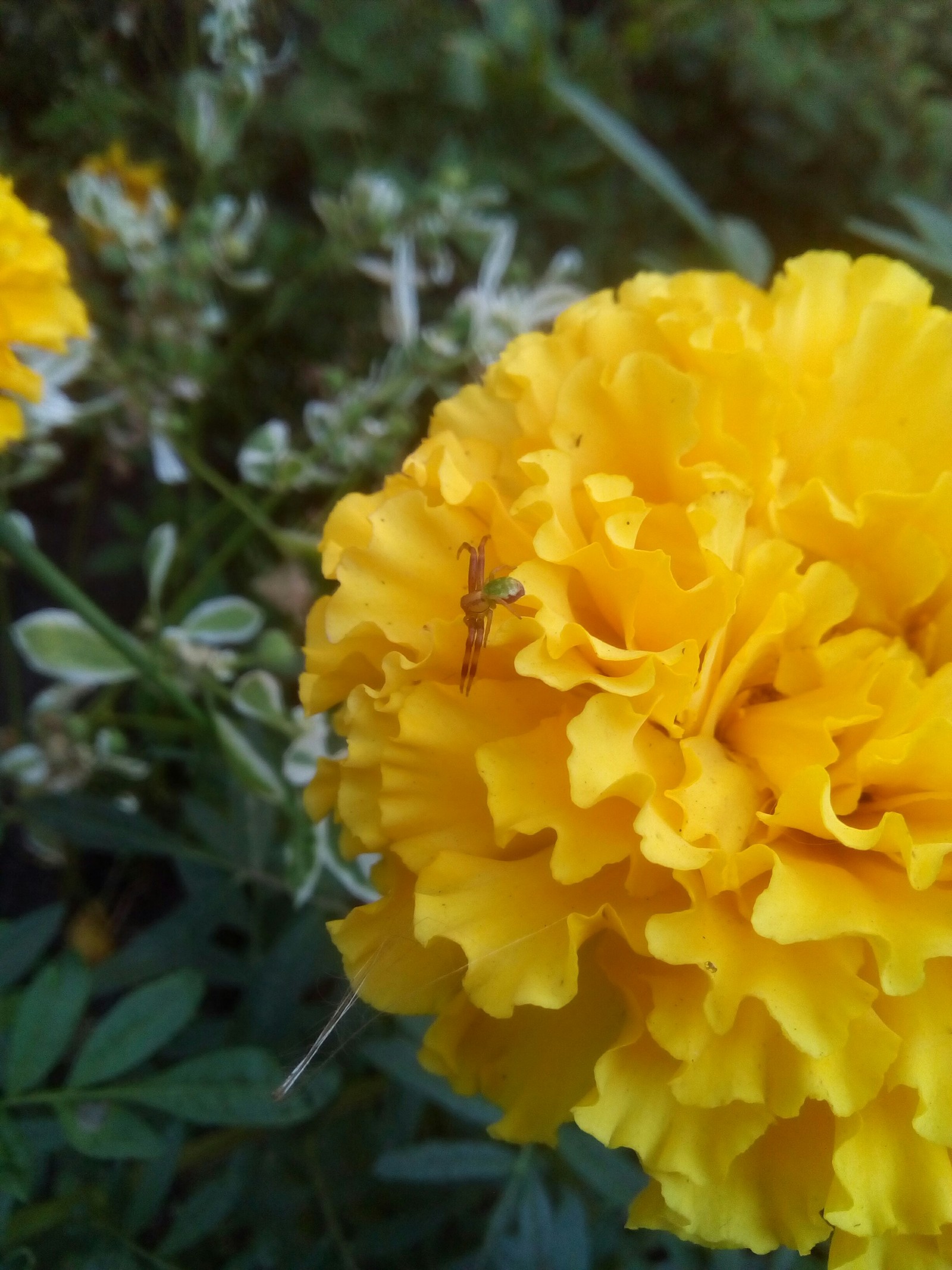 Spider - My, Spider, Nature, Flowers, Beautiful, Longpost