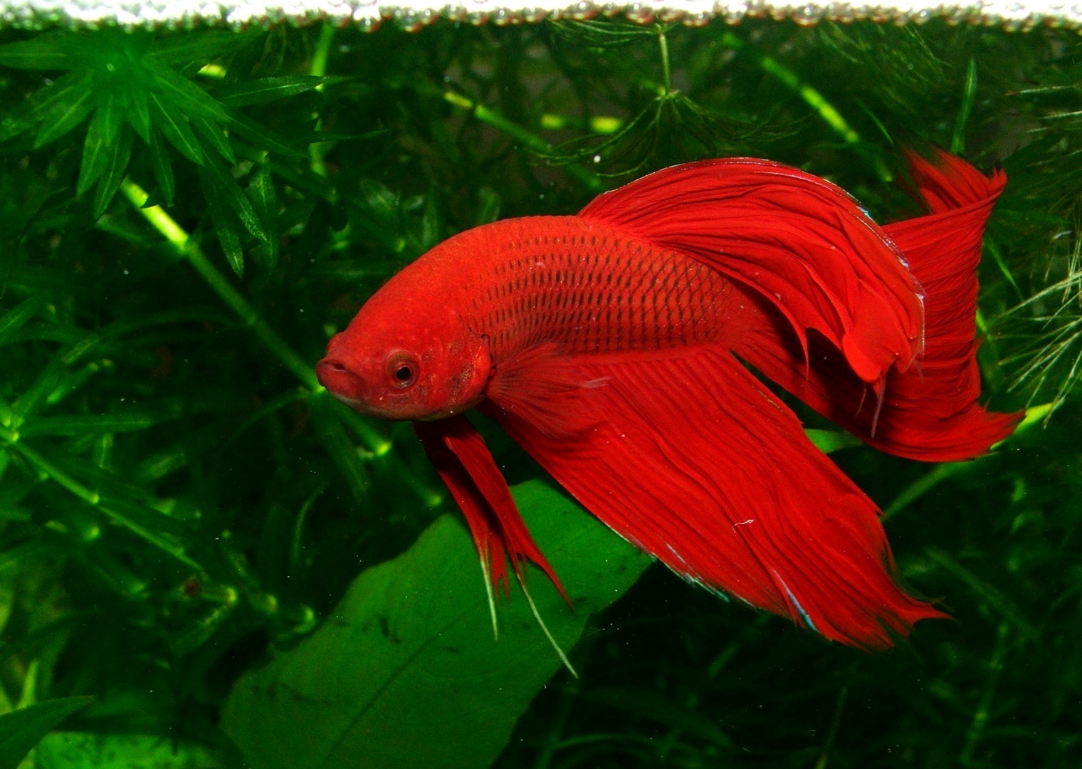 A brief overview of Betta splendens - Aquarium, Cockerel fish, Longpost