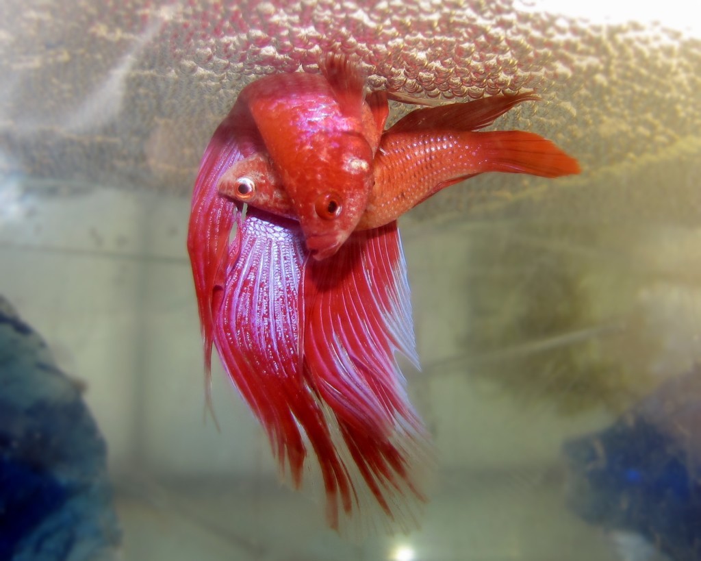 A brief overview of Betta splendens - Aquarium, Cockerel fish, Longpost