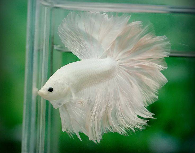 A brief overview of Betta splendens - Aquarium, Cockerel fish, Longpost