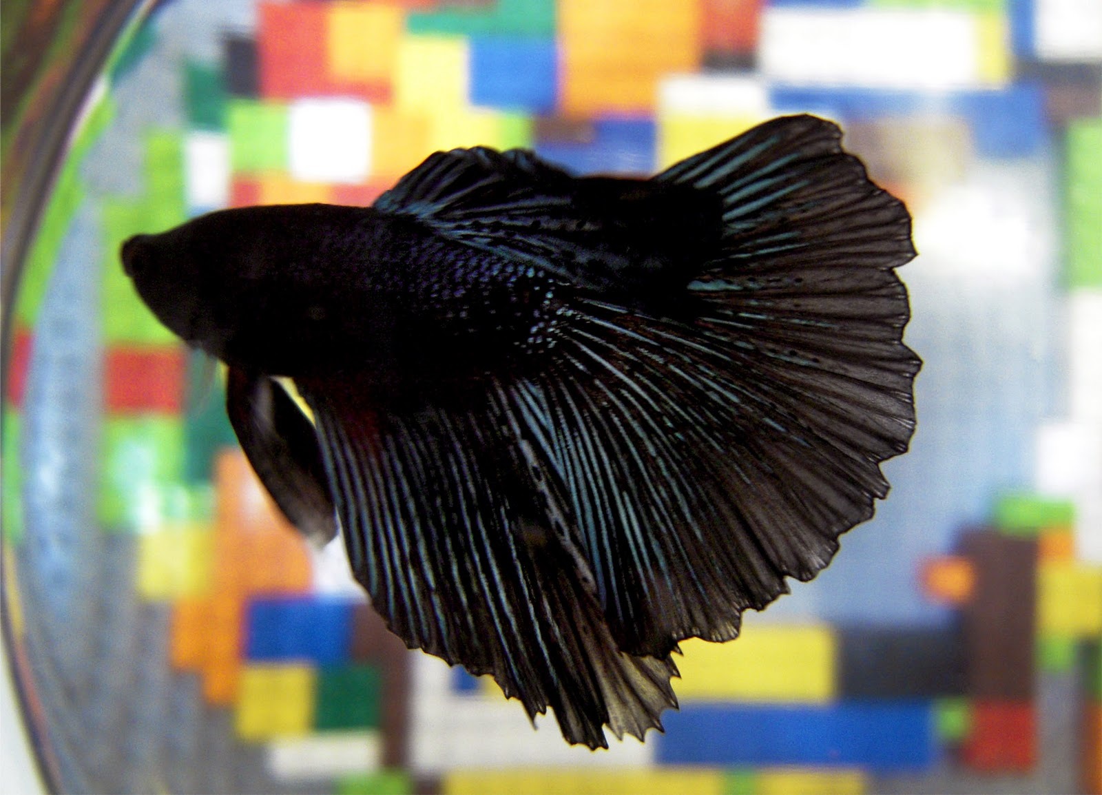 A brief overview of Betta splendens - Aquarium, Cockerel fish, Longpost